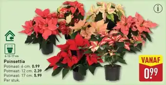 ALDI Poinsettia aanbieding