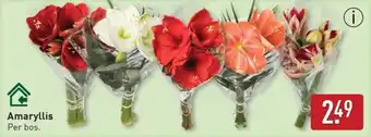 ALDI Amaryllis aanbieding