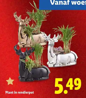 Lidl Plant in rendierpot aanbieding