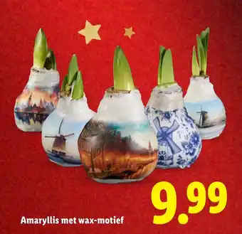 Lidl Amaryllis met wax motief aanbieding