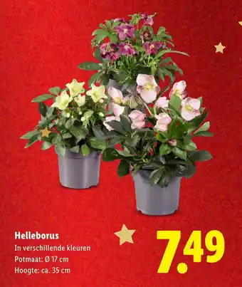 Lidl Helleborus aanbieding