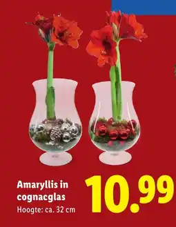 Lidl Amaryllis in cognacglas aanbieding