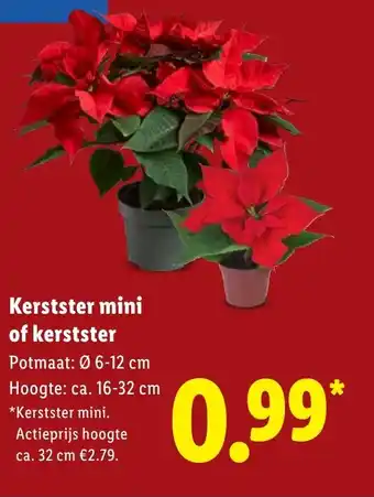 Lidl Kerstster mini of kerstster aanbieding