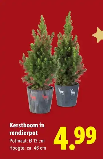 Lidl Kerstboom in rendierpot aanbieding