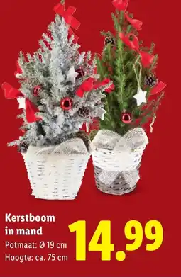 Lidl Kerstboom in mand aanbieding