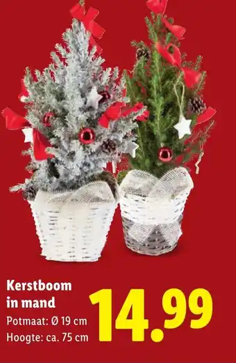 Lidl Kerstboom in mand aanbieding