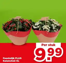 PLUS Feestelijk PLUS Kalanchoë XL aanbieding