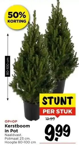 Vomar Voordeelmarkt Kerstboom in Pot aanbieding