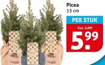 Hoogvliet Picea aanbieding