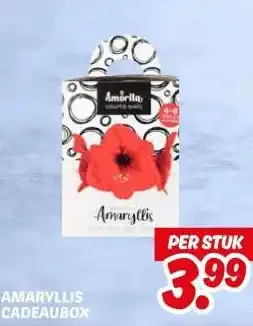 Dekamarkt AMARYLLIS CADEAUBOX aanbieding