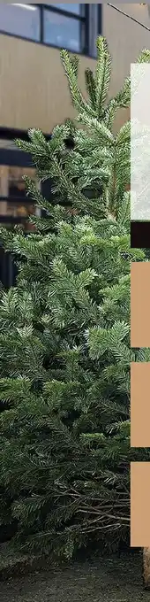 Karwei Nordmann kerstbomen aanbieding