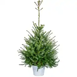 Dekamarkt Kerstboom in zinken pot 120 cm aanbieding