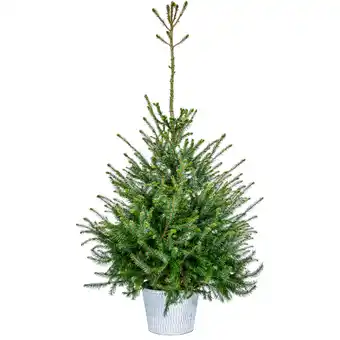 Dekamarkt Kerstboom in zinken pot 120 cm aanbieding