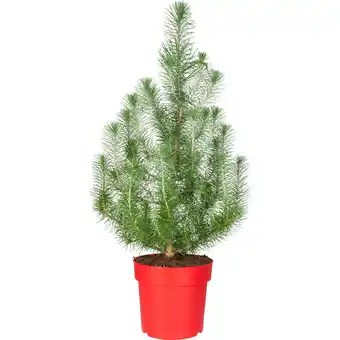Dekamarkt Pinus silvercrest aanbieding