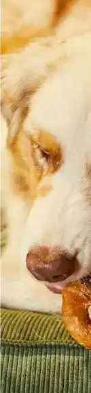 Welkoop Beeztees kerst donut aanbieding