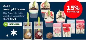Welkoop Alle amaryllissen aanbieding