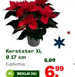 Welkoop Kerstster XL aanbieding