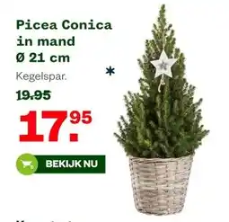 Welkoop Picea Conica in mand aanbieding