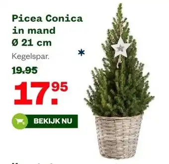 Welkoop Picea Conica in mand aanbieding