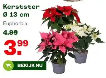 Welkoop Kerstster aanbieding