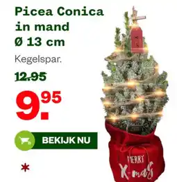 Welkoop Picea Conica in mand aanbieding