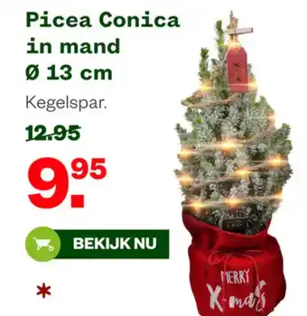 Welkoop Picea Conica in mand aanbieding