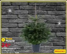 Praxis Central Park Kerstboom - Nordmann - In aanbieding