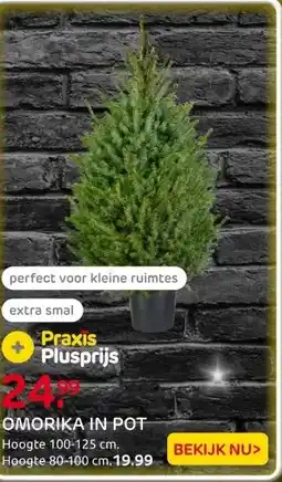 Praxis Central Park Kerstboom - Omorika - In aanbieding