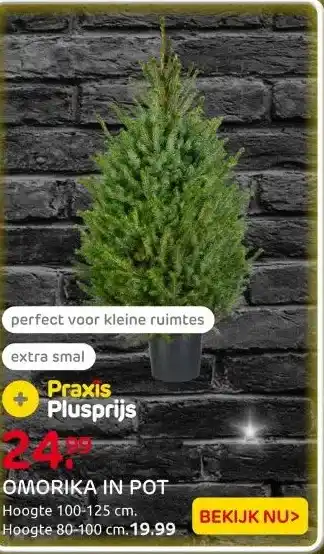 Praxis Central Park Kerstboom - Omorika - In aanbieding