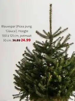 Intratuin Blauwspar Picea pung. Glauca aanbieding