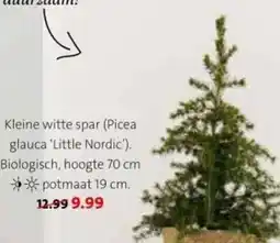 Intratuin Kleine witte spar Picea glauca 'Little Nordic aanbieding