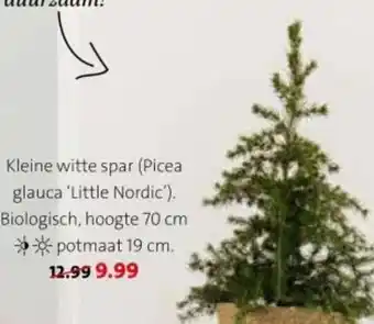 Intratuin Kleine witte spar Picea glauca 'Little Nordic aanbieding