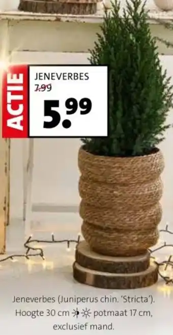 Intratuin Jeneverbes Juniperus chin. 'Stricta' aanbieding