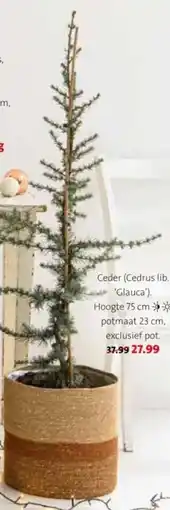 Intratuin Ceder Cedrus lib. 'Glauca aanbieding