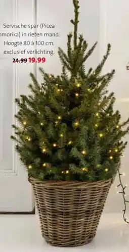 Intratuin Servische spar Piceal omorika aanbieding