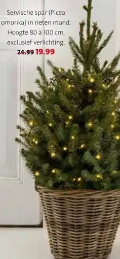 Intratuin Servische spar (Piceal omorika) aanbieding