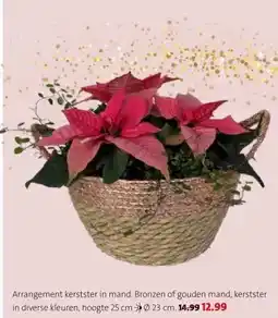 Intratuin Arrangement kerstster in mand. aanbieding