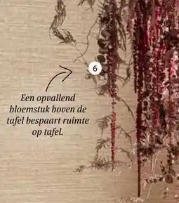 Intratuin Eucalyptus 'Azura'. aanbieding