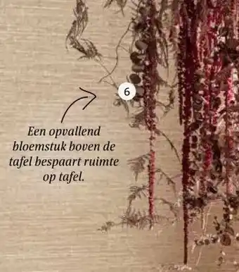 Intratuin Eucalyptus 'Azura'. aanbieding