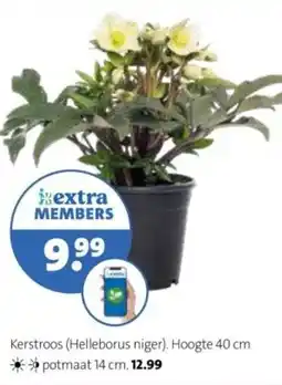 Intratuin Kerstroos (Helleborus niger). aanbieding