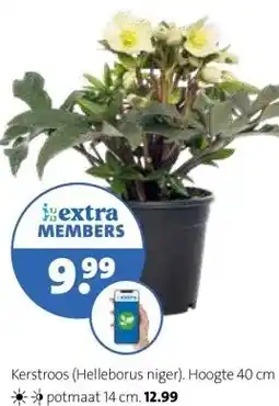 Intratuin Kerstroos (Helleborus niger). aanbieding