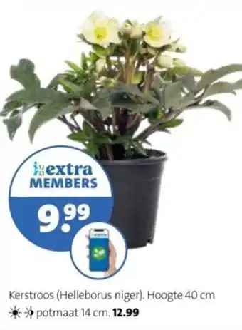 Kerstroos (Helleborus niger).