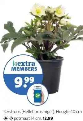 Intratuin Kerstroos (Helleborus niger). aanbieding