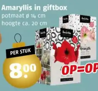 Poiesz Amaryllis in giftbox aanbieding