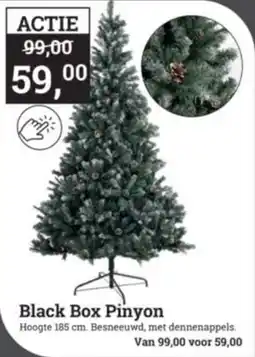 Tuincentrum Osdorp Black box pinyon aanbieding