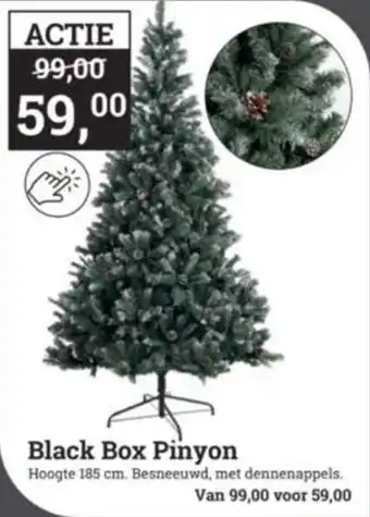 Tuincentrum Osdorp Black box pinyon aanbieding