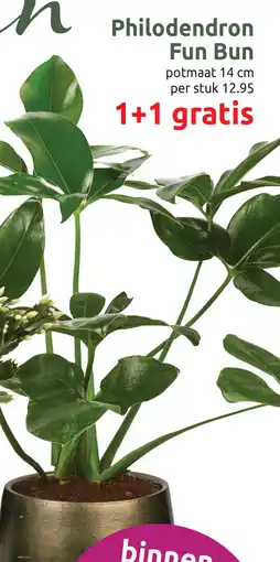 Deka Tuin Philodendron Fun Bun aanbieding