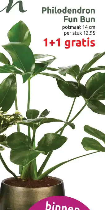 Deka Tuin Philodendron Fun Bun aanbieding