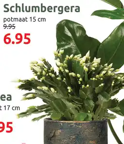 Deka Tuin Schlumbergera aanbieding