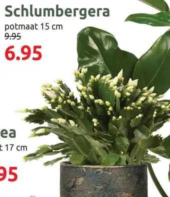 Deka Tuin Schlumbergera aanbieding